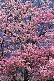 数毛社实机体验《巫师3》次世代版：比以往任何时候都好